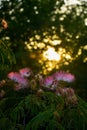 Beautiful Persian silk tree flowers with the sunlight in the background Royalty Free Stock Photo