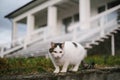 a beautiful Persian white cat walks around the yard of a private house Royalty Free Stock Photo