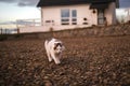 a beautiful Persian white cat walks around the yard of a private house Royalty Free Stock Photo