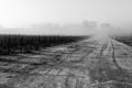 Beautiful perspectic view of a vineyard in the morning, with mist and distant trees Royalty Free Stock Photo