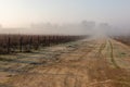 Beautiful perspectic view of a vineyard in the morning, with mist and distant trees Royalty Free Stock Photo
