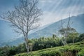 Peshok Tea Garden, Darjeeling, West bengal, India Royalty Free Stock Photo