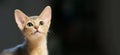 Beautiful Pet Abyssinian Cat blue color. wide banner. Copy Space. Minimalism. Close up Royalty Free Stock Photo