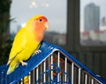 Beautiful pet bird parrot at home. The rosy-faced lovebird Agapornis roseicollis sitting on his cage against the background of Royalty Free Stock Photo