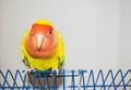 Beautiful pet bird parrot at home. The rosy-faced lovebird Agapornis roseicollis sitting on his cage on the white background Royalty Free Stock Photo