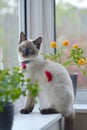 Beautiful pet colorpoint cat
