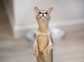 Beautiful Pet. Cute Abyssinian kitty blue color funny playing in home. Minimalism. Close up.
