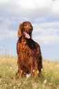 Beautiful pet dog panting in the grass Royalty Free Stock Photo