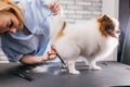 Beautiful pet spitz in grooming salon Royalty Free Stock Photo