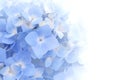 Beautiful petal of blue Hydrangea or Hortensia flowers Hydrangea macrophylla fading into white background. Royalty Free Stock Photo