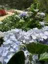 Beautiful petals of a Bigleaf Hydrangea in the summer garden.