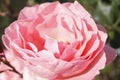 Beautiful Petals Pink rose closeup in garden Royalty Free Stock Photo