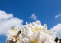 Beautiful petals of Rhododendron flower Cunningham`s White on the background of blue sky with clouds Royalty Free Stock Photo