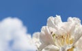 Beautiful petals of Rhododendron flower Cunningham`s White on the background of blue sky with clouds Royalty Free Stock Photo