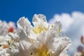Beautiful petals of Rhododendron flower Cunningham`s White on the background of blue sky with clouds Royalty Free Stock Photo