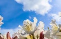 Beautiful petals of Rhododendron flower Cunningham`s White on the background of blue sky with clouds Royalty Free Stock Photo