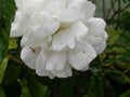 Beautiful petals of white rose flower blooming in the branch of green leaves plant growing in the garden, nature photography Royalty Free Stock Photo
