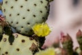 Beautiful petals wild desert cactus flowers. Royalty Free Stock Photo