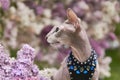 Beautiful peterbald cat on a blurred natural background of blooming lilac