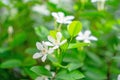 Beautiful petite starry pure white petals of Snowflake fragrant flower blooming on green leaves bush under sunlight Royalty Free Stock Photo