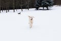 Beautiful pets - big golden retriever having fun on a winter walk in a snow-covered park Royalty Free Stock Photo