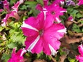 Beautiful petunia flower.