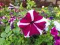 Beautiful petunia flower.