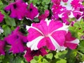 Beautiful petunia flower.