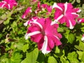 Beautiful petunia flower.