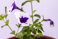 A beautiful petunia flower blooms on a white background Royalty Free Stock Photo