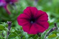 Beautiful Petunia flower close-up on a background of green foliage Royalty Free Stock Photo