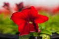 Beautiful Petunia flower close-up on a background of green foliage Royalty Free Stock Photo