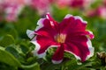 Beautiful Petunia flower close-up on a background of green foliage Royalty Free Stock Photo