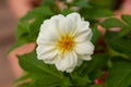 Beautiful Petunia flower close-up on a background of green foliage Royalty Free Stock Photo