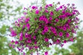 Beautiful petunia flower Royalty Free Stock Photo