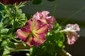 Beautiful petunia flowers. Balcony greening with decorative plants. Sunny summer day Royalty Free Stock Photo