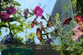 Beautiful petunia flowers. Cozy small garden on the balcony with decorative plants Royalty Free Stock Photo