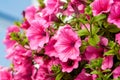 Beautiful petunia flowers with drops of water after a rain