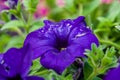 Beautiful petunia flowers with drops of water after a rain