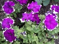Beautiful petunia flowers in the garden Royalty Free Stock Photo