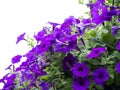 Beautiful petunia flowers in the garden in Spring time Royalty Free Stock Photo