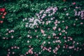 Beautiful petunia flowers in the garden in Spring time Royalty Free Stock Photo