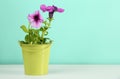 Beautiful petunia flowers in green pot on wooden table against turquoise background. Space for text Royalty Free Stock Photo