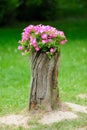 Beautiful Petunia flowers grow