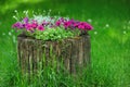 Beautiful Petunia flowers grow