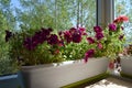 Beautiful petunia flowers grow in white container in perfect garden on the balcony