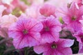 Beautiful petunia flowers