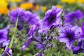 Beautiful petunia flowers