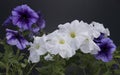 Beautiful petunia flowers in a pot against a dark background