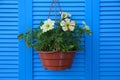 Beautiful petunia flowers in pot on wooden background Royalty Free Stock Photo